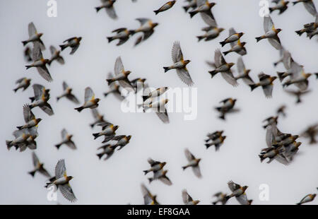 Haiger, Deutschland. 27. Januar 2015. Unzählige Bergfinken zurück zu ihrer ruhenden Bäume in der Nähe von Haiger, Deutschland, 27. Januar 2015. Entsprechend Ornithologen unterbringen deutlich über 1 Million dieser wandernden Vögel hier vorübergehend, weil sie nicht genug Nahrung in ihrem nördlichen europäischen Lebensraum finden. Die selten gesehene Naturschauspiel der diese "mass Inflights" zieht Zuschauer und Ornithologen jeden Abend. Foto: BORIS ROESSLER/Dpa/Alamy Live News Stockfoto