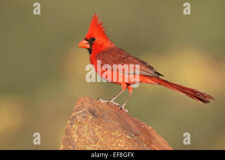 Nördlichen Kardinal - Cardinalis Cardinalis - männlich Stockfoto