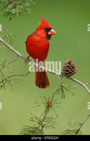 Nördlichen Kardinal - Cardinalis Cardinalis - männlich Stockfoto