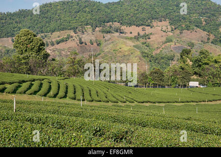 Teeplantage in Mae Salong, Provinz Chiang Rai, Thailand Stockfoto