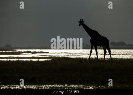 Afrika, Botswana, Chobe National Park, Silhouette der Giraffe (Giraffa Plancius) Ufer des Chobe Flusses Wandern Stockfoto