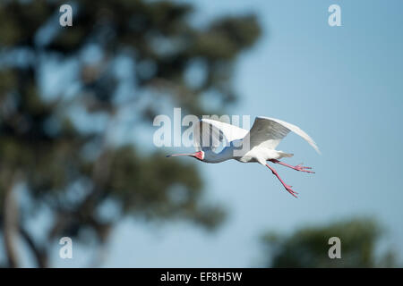 Afrika, Botswana, Moremi Game Reserve, afrikanischer Löffler (Platalea Alba) im Flug über Xakanaxa Lagune Stockfoto