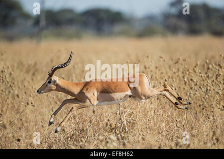 Afrika, Botswana, Chobe Nationalpark, trockene erwachsenen männlichen Impala (Aepyceros Melampus) Sprung durch Rasen in Savuti Marsh in Okav Stockfoto