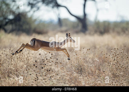 Afrika, Botswana, Chobe National Park, Impala (Aepyceros Melampus) Sprung durch hohe Gräser in Savuti Marsh im Okavango-Delta Stockfoto