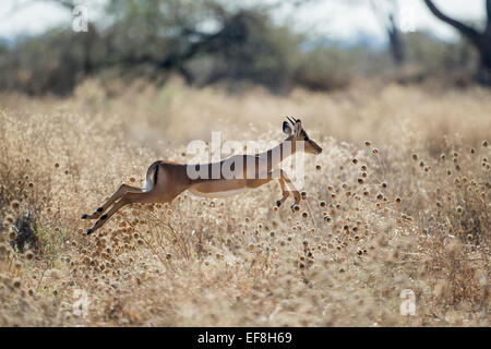 Afrika, Botswana, Chobe National Park, Impala (Aepyceros Melampus) Sprung durch hohe Gräser in Savuti Marsh im Okavango-Delta Stockfoto