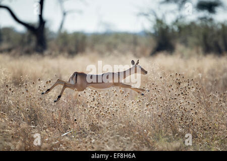 Afrika, Botswana, Chobe National Park, Impala (Aepyceros Melampus) Sprung durch hohe Gräser in Savuti Marsh im Okavango-Delta Stockfoto