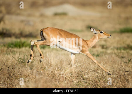 Afrika, Botswana, Chobe National Park, Impala (Aepyceros Melampus) durch hohe Gräser in Savuti Marsh im Okavango-Delta Stockfoto