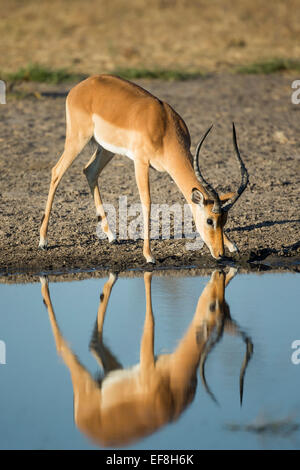 Afrika, Botswana, Chobe National Park, erwachsenen männlichen Impala (Aepyceros Melampus) trinken von Wasser Loch in der Morgensonne Stockfoto