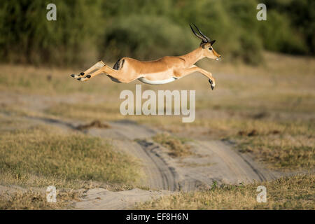 Afrika, Botswana, Chobe National Park, Impala (Aepyceros Melampus) springen über Safari zu verfolgen, in der Nähe von Chobe Fluss Okavango Delt Stockfoto