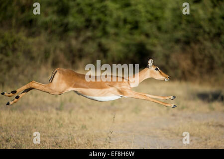 Afrika, Botswana, Chobe Nationalpark, in der Nähe von Impala (Aepyceros Melampus) Sprung durch hohe Gräser Chobe River im Okavango-Delta Stockfoto