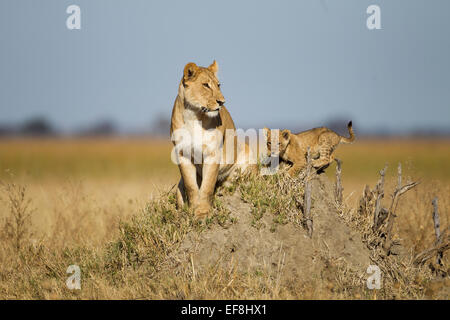 Afrika, Botswana, Chobe National Park, Löwin (Panthera Leo) und jungen Cub sitzen auf Termite Mound in Savuti Marsh Stockfoto