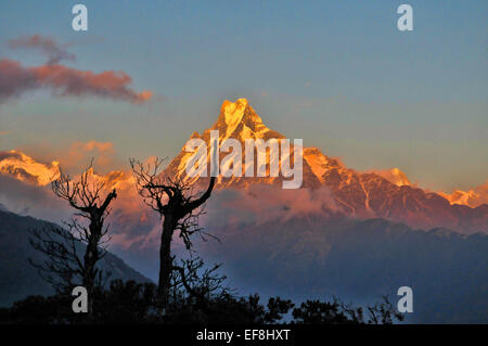 Sonnenuntergang in Tadapani mit Blick auf den Machapuchare, Annapurna, Nepal Stockfoto