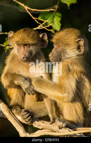 Afrika, Botswana, Chobe National Park, Chacma Pavian Säuglinge (Papio Ursinus) sitzen zusammen auf Ast im frühen Morgen su Stockfoto