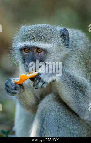 Afrika, Botswana, Moremi Game Reserve, Vervet Affe (Chlorocebus Pygerythrus) Essen Orange von Camper entlang Khwai Rive gestohlen Stockfoto