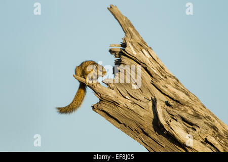 Afrika, Botswana, Chobe National Park, Ungestreifte Borstenhörnchen (Xerus Rutilus) stehend auf abgestorbenen Baum in Savuti Marsh Stockfoto