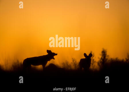Afrika, Botswana, Moremi Game Reserve, zwei wilde Hunde (LYKAON Pictus) stehen in der Silhouette in hohe Gräser im Okavango Delta befo Stockfoto