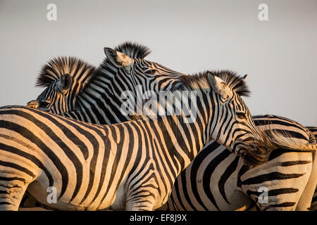 Afrika, Botswana, Moremi Game Reserve, Nahaufnahme von dicht gepackten Herde von Ebenen Zebra (Equus Burchelli) bei Sonnenuntergang im Okavango D Stockfoto