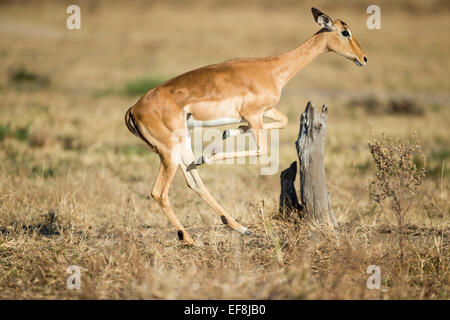 Afrika, Botswana, Chobe National Park, Impala (Aepyceros Melampus) Sprung durch hohe Gräser in Savuti Marsh im Okavango-Delta Stockfoto