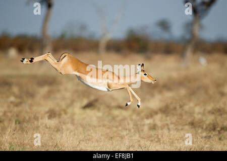 Afrika, Botswana, Chobe National Park, Impala (Aepyceros Melampus) springt über hohe Gräser in Savuti Marsh im Okavango-Delta Stockfoto