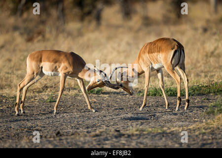 Afrika, Botswana, Chobe National Park, Erwachsene männliche Impalas (Aepyceros Melampus) um die Vorherrschaft in Savuti Marsh sparring Stockfoto