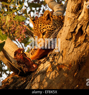 Leopard Stand auf einem Ast Essen seine Impala töten. Leoparden haben sehr starke Hals & Kiefermuskulatur ermöglichen ihnen, Beute zu tragen Stockfoto