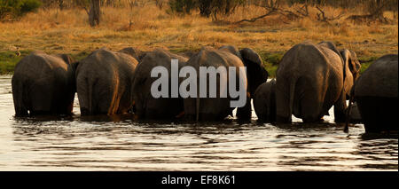 Bottoms Up! Herde von afrikanischen Elefanten standen in den Wasserkanal mit dem Rücken zu uns trinken Baden & Abkühlung Stockfoto