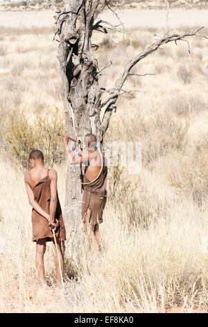 Buschmänner jagen in hohe seidig Gräser in Kalahari Schach ein Specht-Loch für Wasser durch stossen einen Zweig in den Baum. Stockfoto