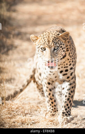 Leopard (Panthera Pardus) leckt seine Lippen beim Blick geradeaus auf ihre Beute, Namibia, Afrika Stockfoto