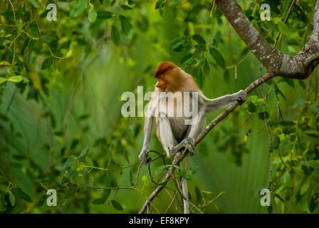 Weiblicher Proboscis-Affe (Nasalis larvatus), in Kalimantan (Borneo) endemisch lebende Primaten, die auf einem Baum in Ost-Kalimantan, Indonesien, sitzen. Stockfoto