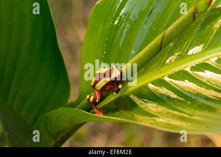 Surinam, Clown Laubfrosch, Hyla leucophyllata Stockfoto