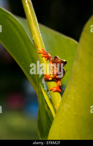 Surinam, Clown Laubfrosch, Hyla leucophyllata Stockfoto