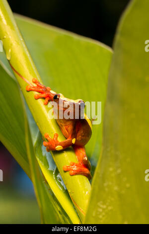 Surinam, Clown Laubfrosch, Hyla leucophyllata Stockfoto