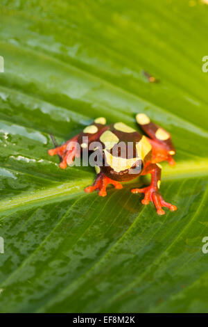 Surinam, Clown Laubfrosch, Hyla leucophyllata Stockfoto