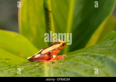 Surinam, Clown Laubfrosch, Hyla leucophyllata Stockfoto