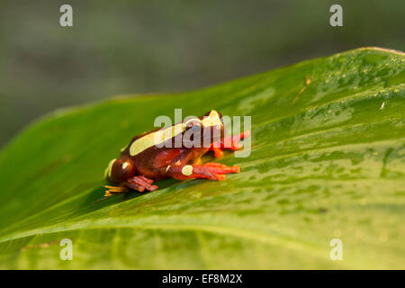 Surinam, Clown Laubfrosch, Hyla leucophyllata Stockfoto