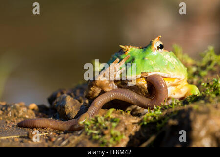 Argentinische gehörnten Frosch, Ceratophrys Cranwelli x ornata Stockfoto