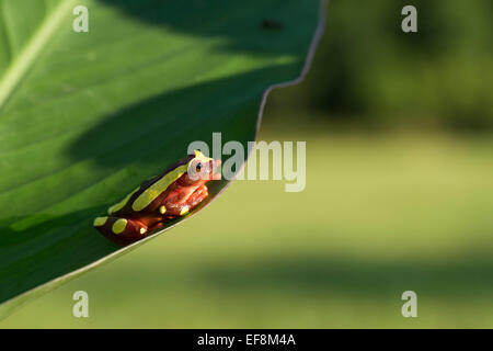 Surinam, Clown Laubfrosch, Hyla leucophyllata Stockfoto