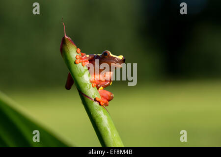 Surinam, Clown Laubfrosch, Hyla leucophyllata Stockfoto