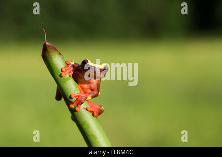 Surinam, Clown Laubfrosch, Hyla leucophyllata Stockfoto