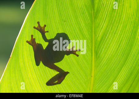 Surinam, Clown Laubfrosch, Hyla leucophyllata Stockfoto