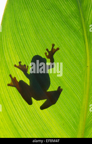 Surinam, Clown Laubfrosch, Hyla leucophyllata Stockfoto