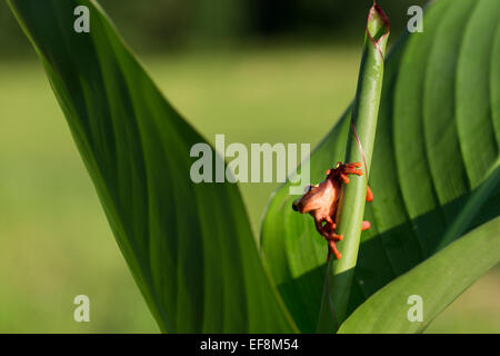 Surinam, Clown Laubfrosch, Hyla leucophyllata Stockfoto