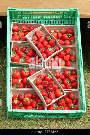 Eine Darstellung der frischen Bastkörbe Erdbeeren. Stockfoto