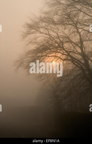 Sonnenaufgang hinter einem Baum an einem nebligen Morgen Stockfoto