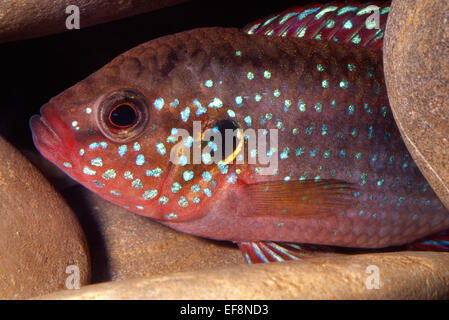 Blood-Red Jewel Buntbarsch Hemichromis Lifalili, Buntbarsche, Westafrika Stockfoto