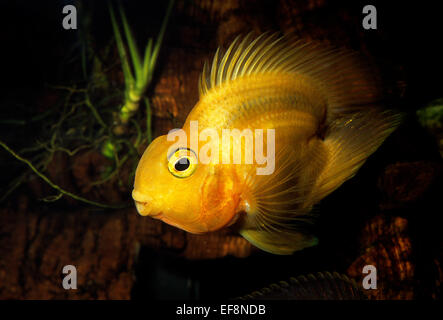 Blood Red Parrot Cichlasoma SP. "Red Parrot" Buntbarsche Mittelamerikas Stockfoto