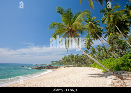 VERLASSENEN STRAND IN TANGALLA MIT PALMEN Stockfoto