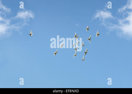 Weiße Tauben (ONCFS) vor einem blauen Himmel fliegen Stockfoto