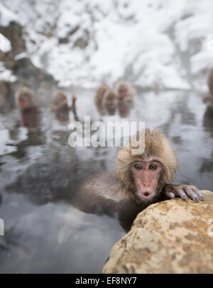 Japanisch Schnee Affen Baden in heißen Quellen Pools im Jigokudani Onsen, Präfektur Nagano, Japan Stockfoto