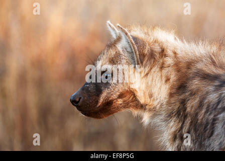 Porträt einer jungen Hyäne im Krüger Nationalpark Stockfoto